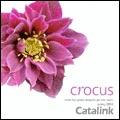 Crocus