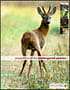 Peoples Trust for Endangered Species eNewsletter