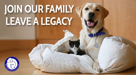 Click Here To Change Lives Battersea Dogs & Cats Home!
